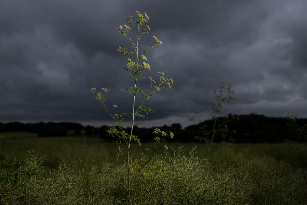 Hemlock grows in a field next to a road on June 30, 2021 near Faversham, England.  Because of its attractive flowers, the poison ivy was brought to the United States from Europe as a garden plant.