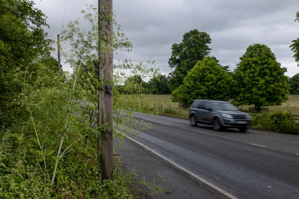 Hemlock grows next to a road on June 30, 2021 near Faversham, England.