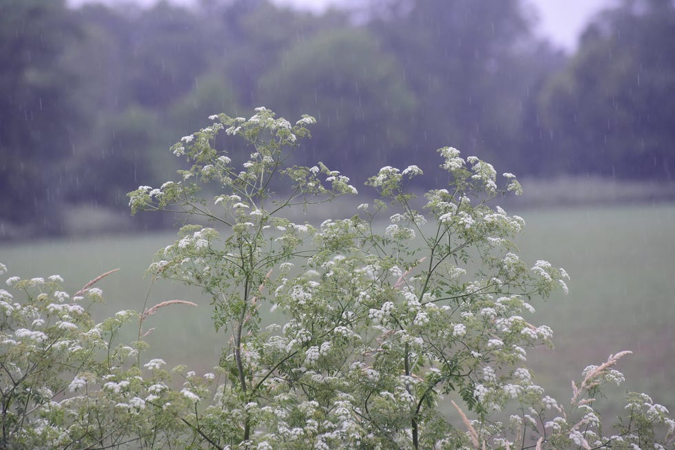 A poison patch grows in Crawford County, Ohio, in June 2021.