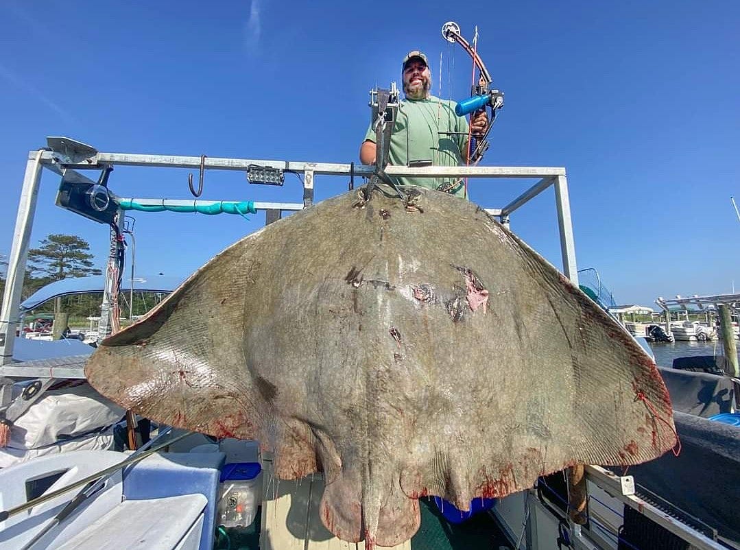 Pennsylvania bow fisherman breaks world record with 222.5-pound butterfly ray