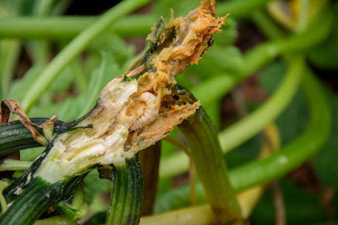 Squash vine borer caterpillars will feed inside of squash vines, often causing them to wilt and potentially die.