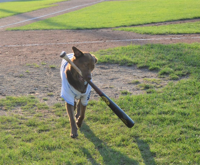 Brutus, a 2-year-old Rottweiler and Golden Retriever mix, is working this summer for the Battle Creek Battle Jacks, retrieving bats from home plate for the home team.