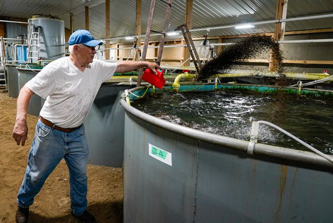 Mike Searcy feeds some of trout being raised in one of the tanks on his trout farm in Seymour, Ind., Wednesday, June 29, 2022. White Creek Farms of Indiana, owned by Searcy, is a recirculating aquaculture system, which allow fish and shrimp to be grown in tank-based systems.