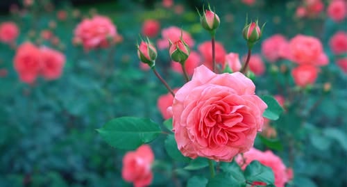 Roses are so popular that in 1986, Congress proclaimed the rose our National Floral Emblem.