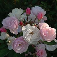 Northern Accents Ole is a hardy shrub rose with double petals.