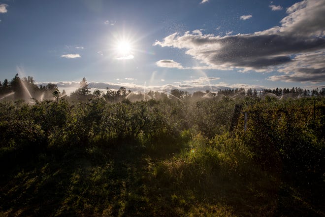 Berry fields are watered in the evening on Sunday, July 17, 2022 in Salem, Ore. Fordyce is a 28-acre farm. Nearly half of the farm is devoted to blueberries.