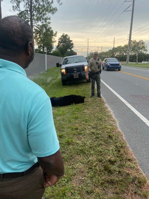 An FWC officer euthanized a black bear that was struck by a car on State Road 44 in Leesburg on Tuesday evening.