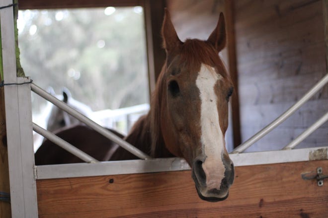 Gadget, a one-eyed horse, is one of the residents looking for a home at RVR Horse Rescue.