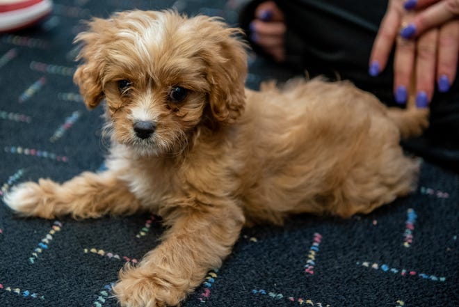 Robyn Urman (not pictured) of Pet ResQ, brings foster dogs to Plaza Pet in Tenafly on Wednesday July 20, 2022. Tallulah Belle, is an 11-week old Cavapoo, rescued from a puppy mill. Tallulah Belle needs an expensive surgery before she can be adopted.