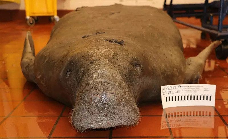 Florida vet shows how manatees are dying of malnutrition, starvation