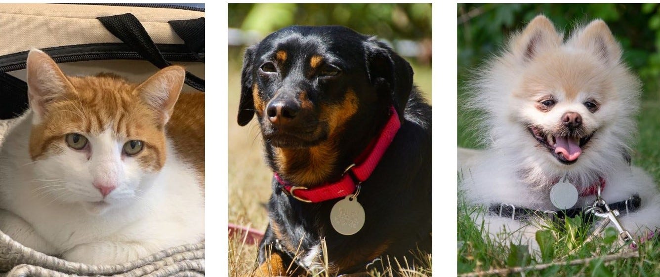Scituate Animal Shelter looks to keep together family of cat, two dogs Scituate Animal Shelter looks to keep together family of cat, two dogs