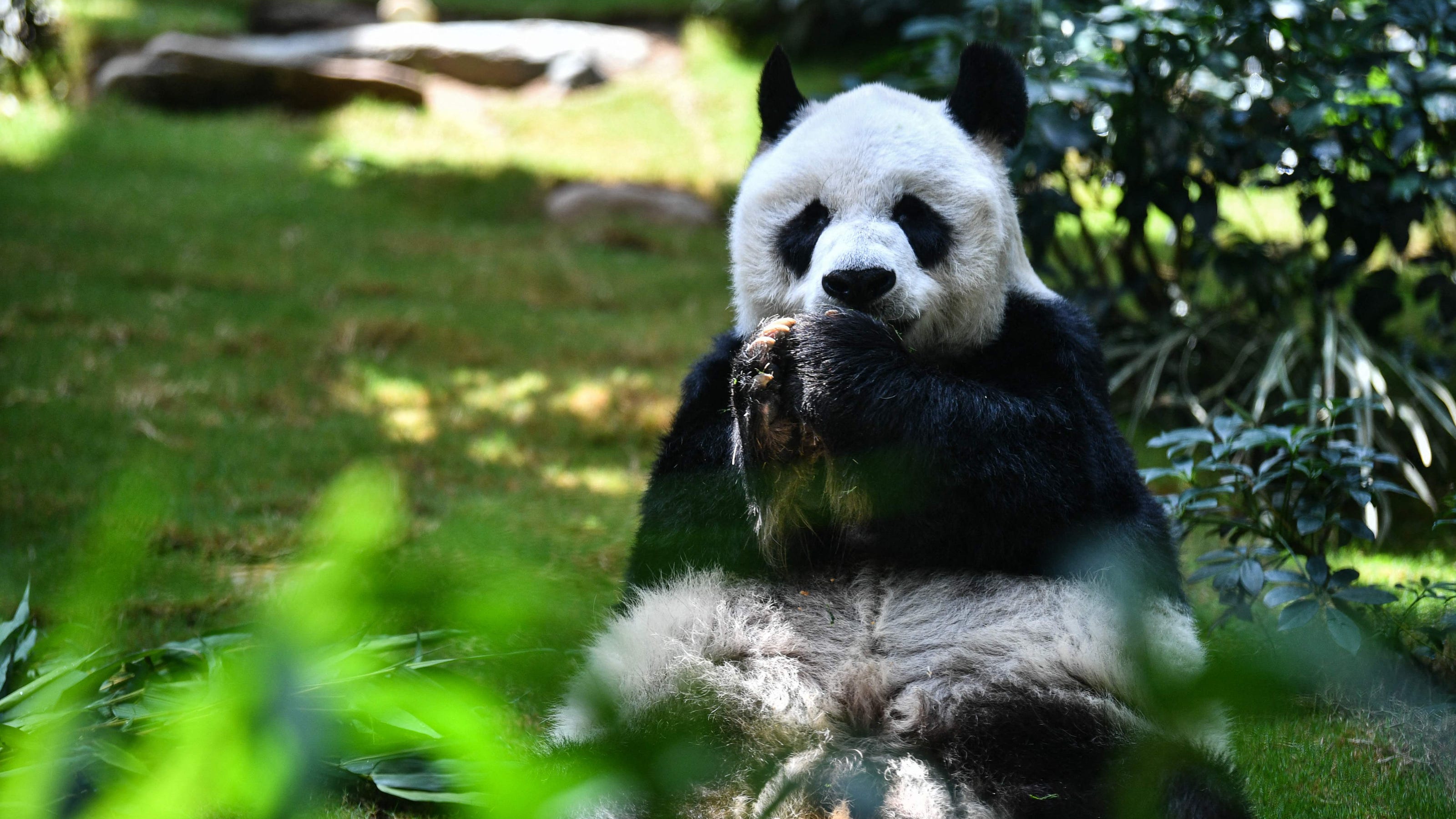 Where do pandas live? Habitat, facts and info on giant and red pandas