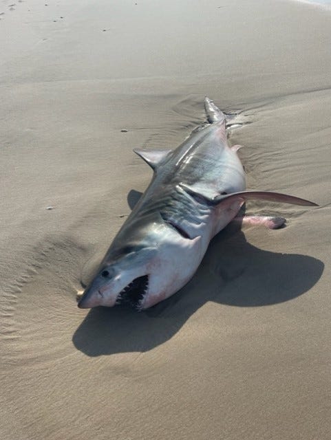 Khám phá 94 shark long tuyệt vời nhất  thdonghoadianeduvn