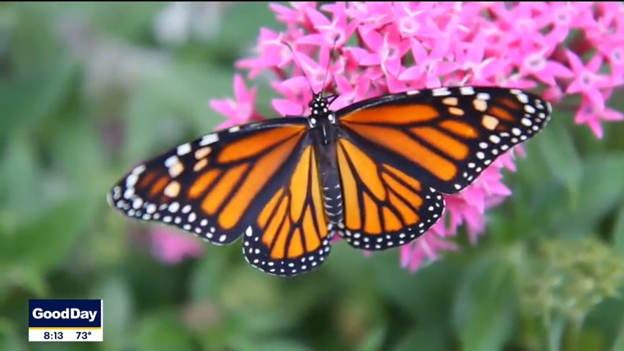Monarch butterflies have 80% probability of a population collapse within 50 years. Here are 7 ways we can help save the endangered species.