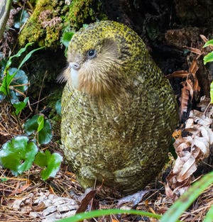 Kakapo parrot.