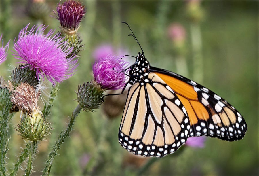A monarch butterfly rests on a thistle in a plot of wildflowers at the Shenandoah County Landfill in Edinburg, Va., on Friday, July 8, 2022.