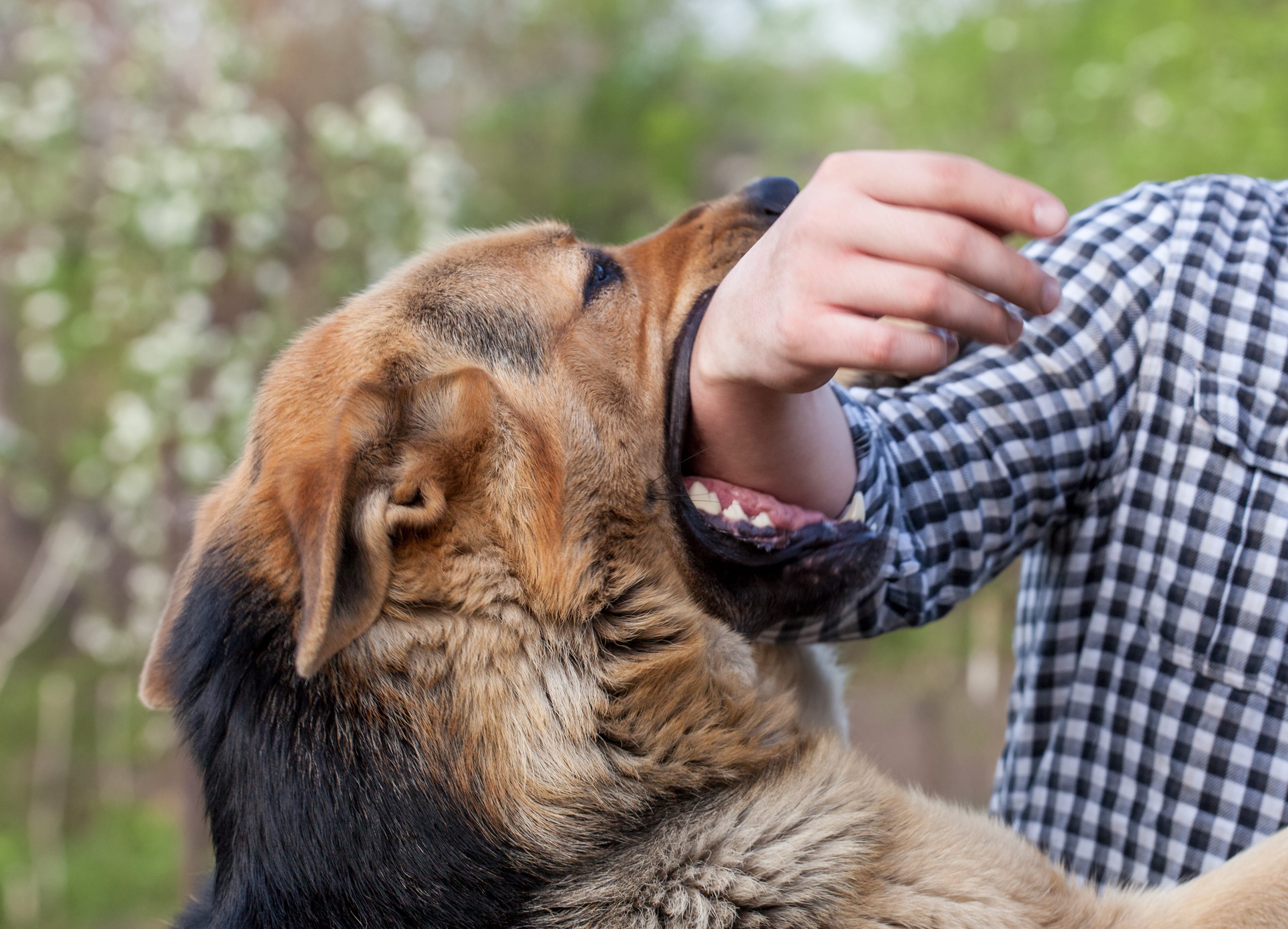 How To Clean A Dog Bite On A Dog