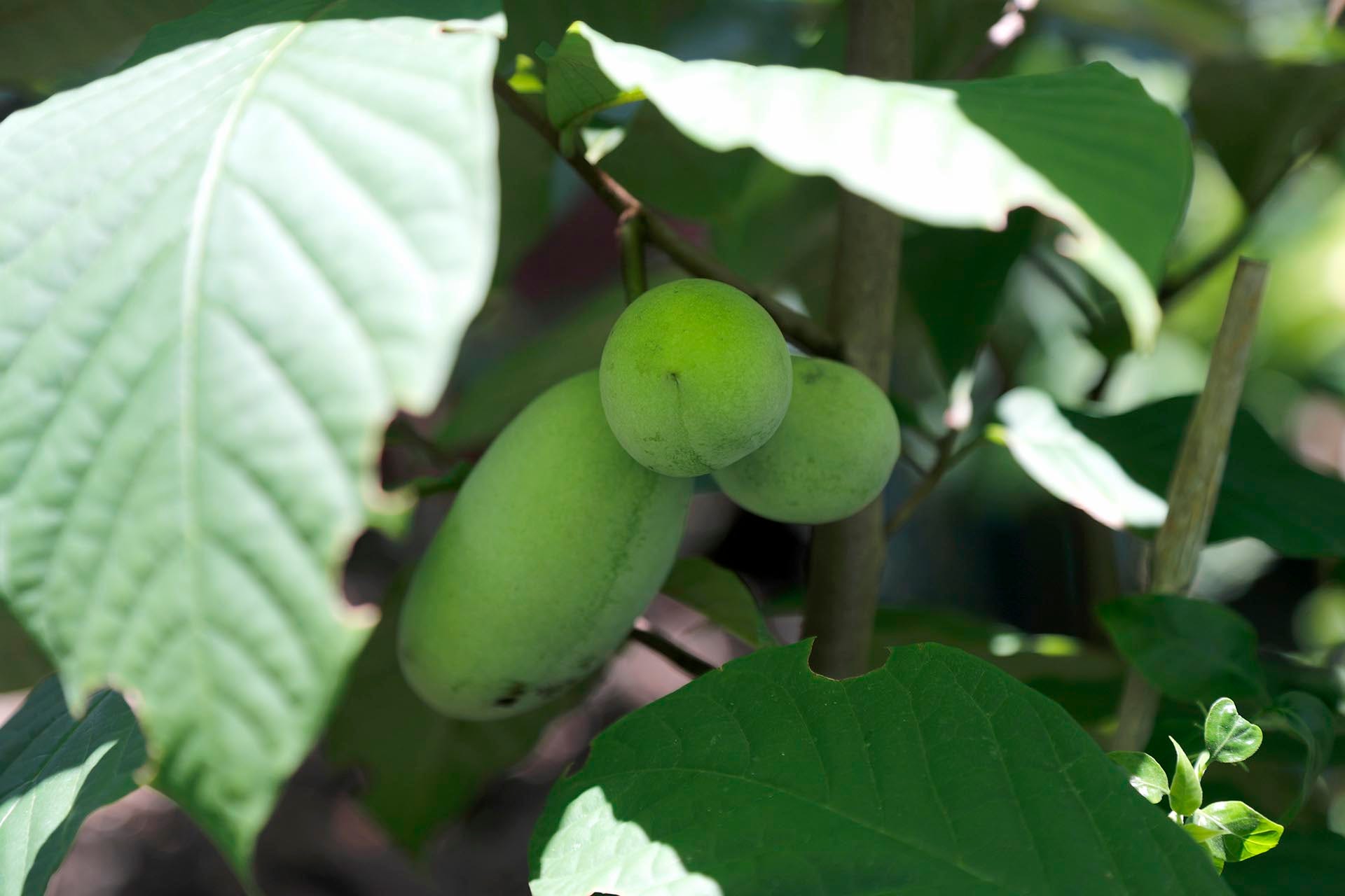 Savannah, GA gardener's native plants promote a healthy ecosystem