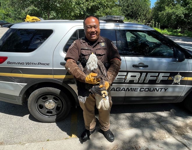 Outagamie County Sgt. Ker Yang tended to an injured eagle found in northern Outagamie County. The eagle was taken to the Bay Beach Wildlife Sanctuary in Green Bay for rehabilitation.