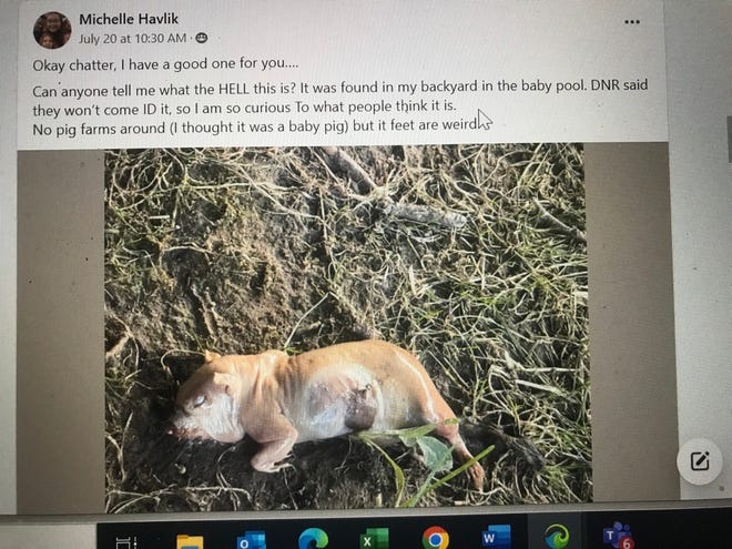 Social media in Noblesville speculated for several hours what this creature was July 20. DNR later said it was a groundhog that was bloated from being submerged in water.
