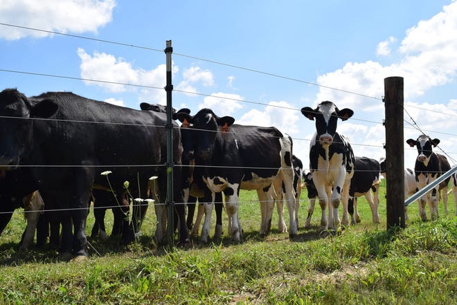 Dairy and beef cattle graze on Roger Peters' farm near Coon Valley, Wis on Wednesday, August 18, 2021. Hope Kirwan/WPR