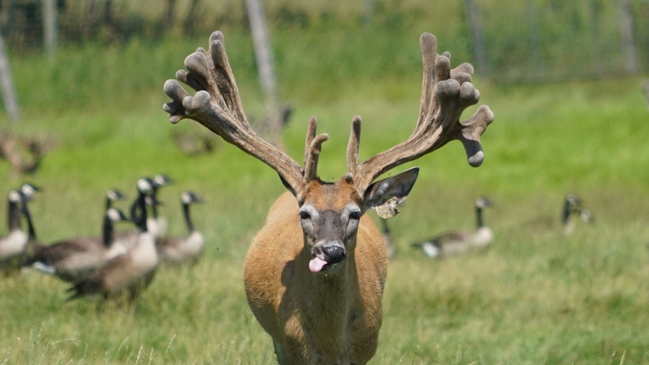 Zombie deer disease: 300 Wisconsin farm animals to be killed over CWD