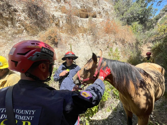 Ventura County firefighters rescued a horse named Cookie who fell into a deep canyon in the Balcom Canyon area Friday.