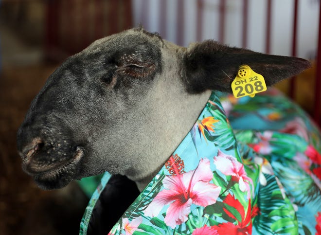 A goat sports a Hawaiian blanket as it relaxes in the cattle barn during the 2022 Summit County Fair in Tallmadge on Tuesday.