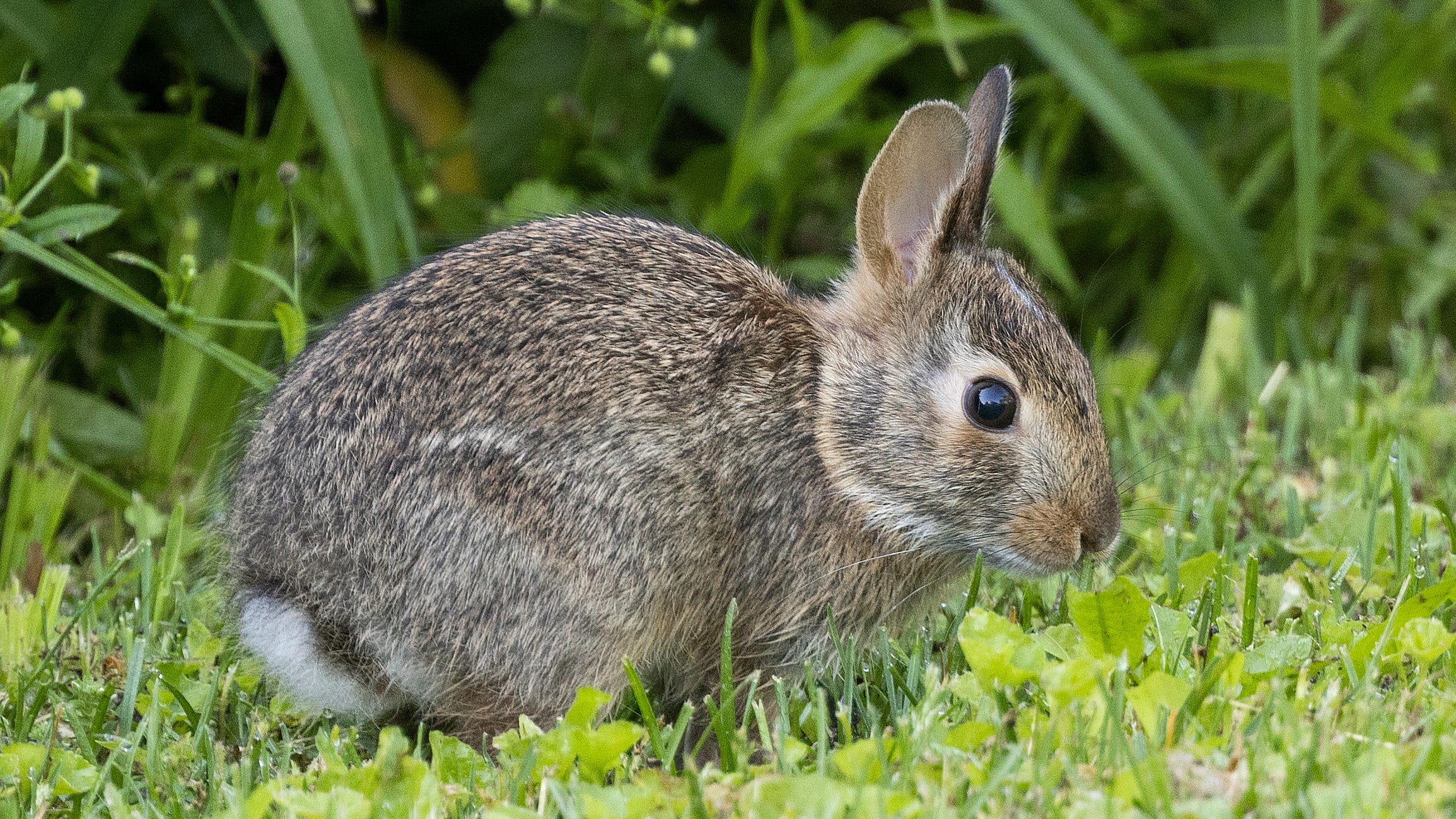Rabbit population seemingly up in 2022 from previous years