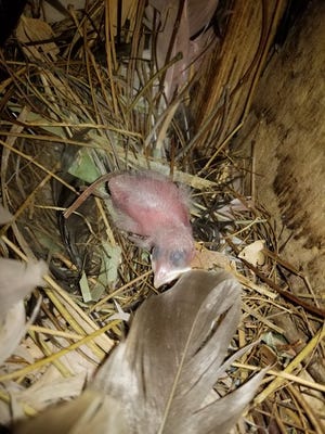 This photo of a recently hatched Bali myna was taken early this month at the Topeka Zoo.