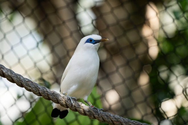 A Bali Myna, one of the world's rarest and some say most beautiful birds, was born this month at the Topeka Zoo.