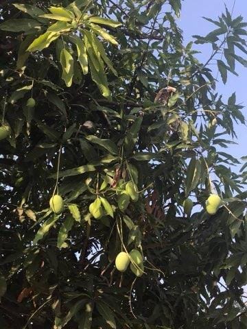 You can find mango trees in Thailand.