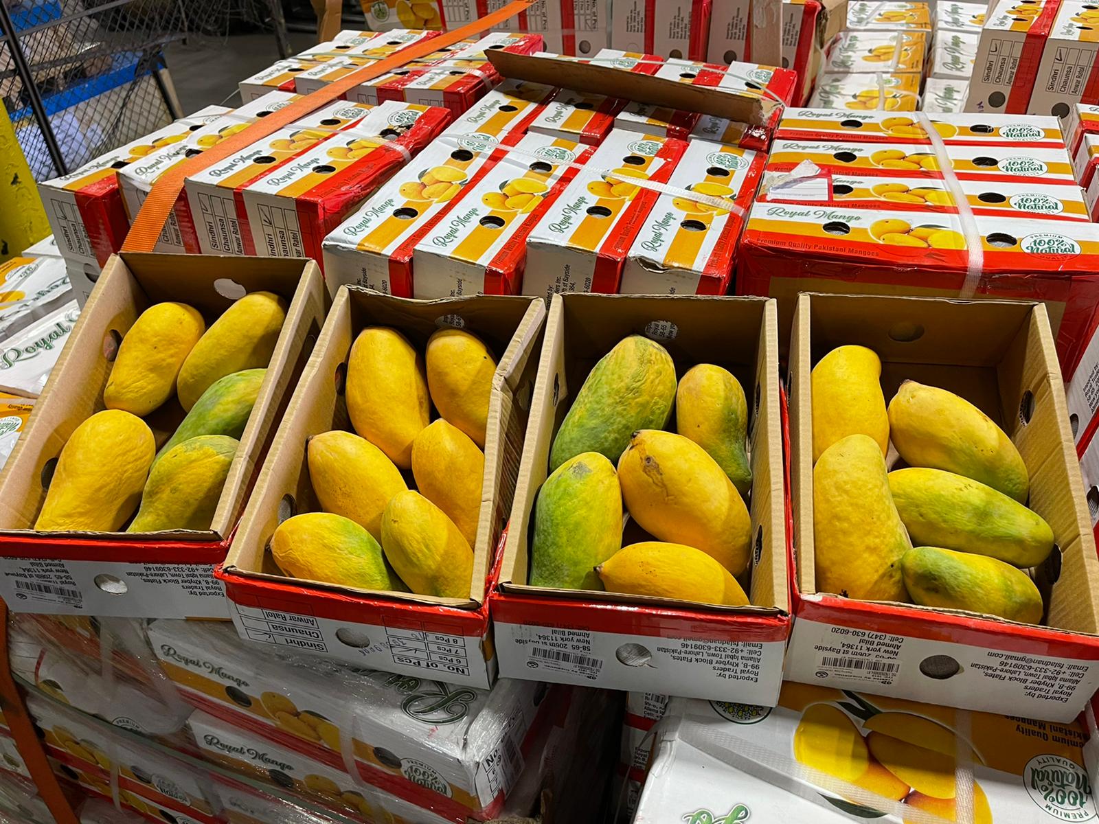 Pakistani mangoes are picked up at airport cargo bays by mango middlemen like Nauman Chaudary.