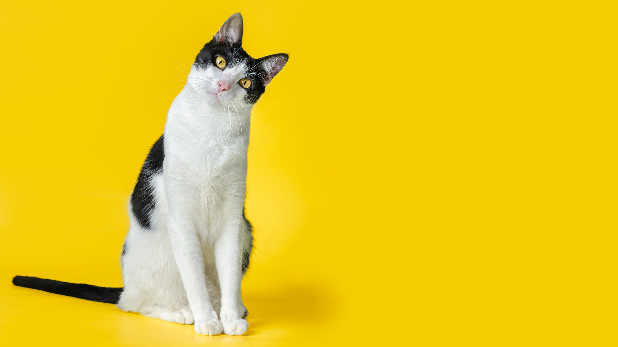 Why Does My Cat Lick Me Frequent Behavior And How To Stop It why-does-my-cat-lick-me-frequent-behavior-and-how-to-stop-it