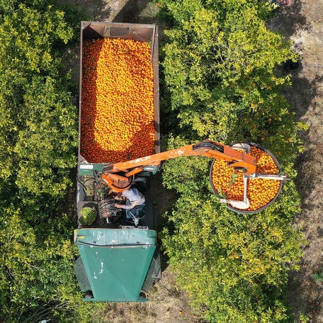 FORT MEADE, FLORIDA - FEBRUARY 01: In an aerial view, Angel Hernandez drives a fruit loader as he helps harvest oranges at one of the Peace River Packing Company groves on February 01, 2022 in Fort Meade, Florida. A U.S. Department of Agriculture forecast announced that Florida is on pace to produce its smallest crop of oranges since 1944 -1945. One of the major causes of the low yield is the citrus greening disease, a bacteria that can cause massive   fruit drops and eventually kill citrus trees. (Photo by Joe Raedle/Getty Images)