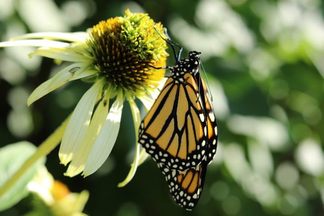 Lisa Metros and family are doing their part to save the monarch butterfly. Monarch Watch recently named their backyard in Granger a Monarch Waystation, a place where the butterfly can reproduce and feed as it migrates from Mexico to Canada and back.