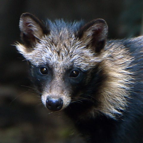 View of a raccoon dog or Tanuki (Nyctereutes procy