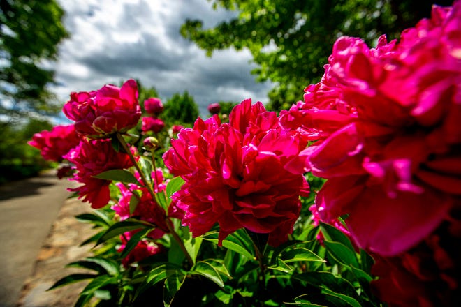 Paeonia officinalis flowering in May in the Heritage Garden at The North Carolina Arboretum, Asheville, N.C. in May 2022.