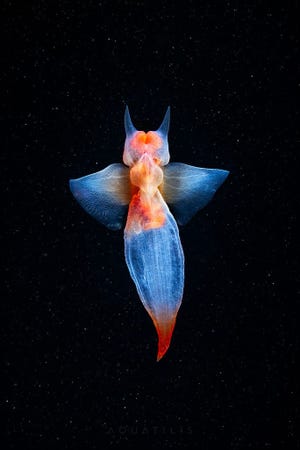 Clione limacina, known as the naked sea butterfly, sea angel, and common clione, is a sea angel found from in the Arctic Ocean and cold regions of the North Atlantic Ocean.