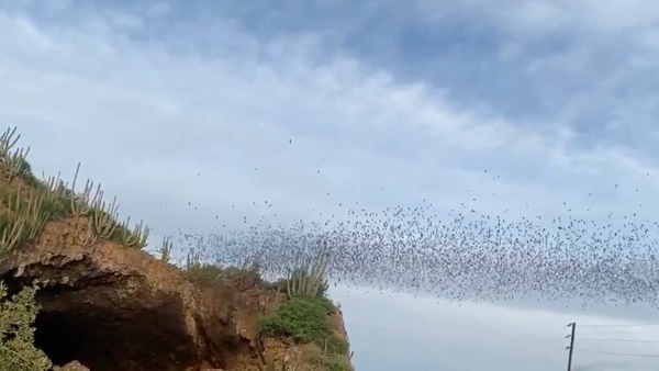 Bats emerge from a cave in Topolobampo, Mexico.