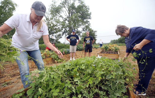 M.A.S.H. pantry founder Amber Hudson (left) and Connie Strader pull weeds in the M.A.S.H. Pantry Garden on July 27 as brothers Ron and Don Strader watch. The garden provides fresh produce for veterans and their families and first responders in the surrounding area.