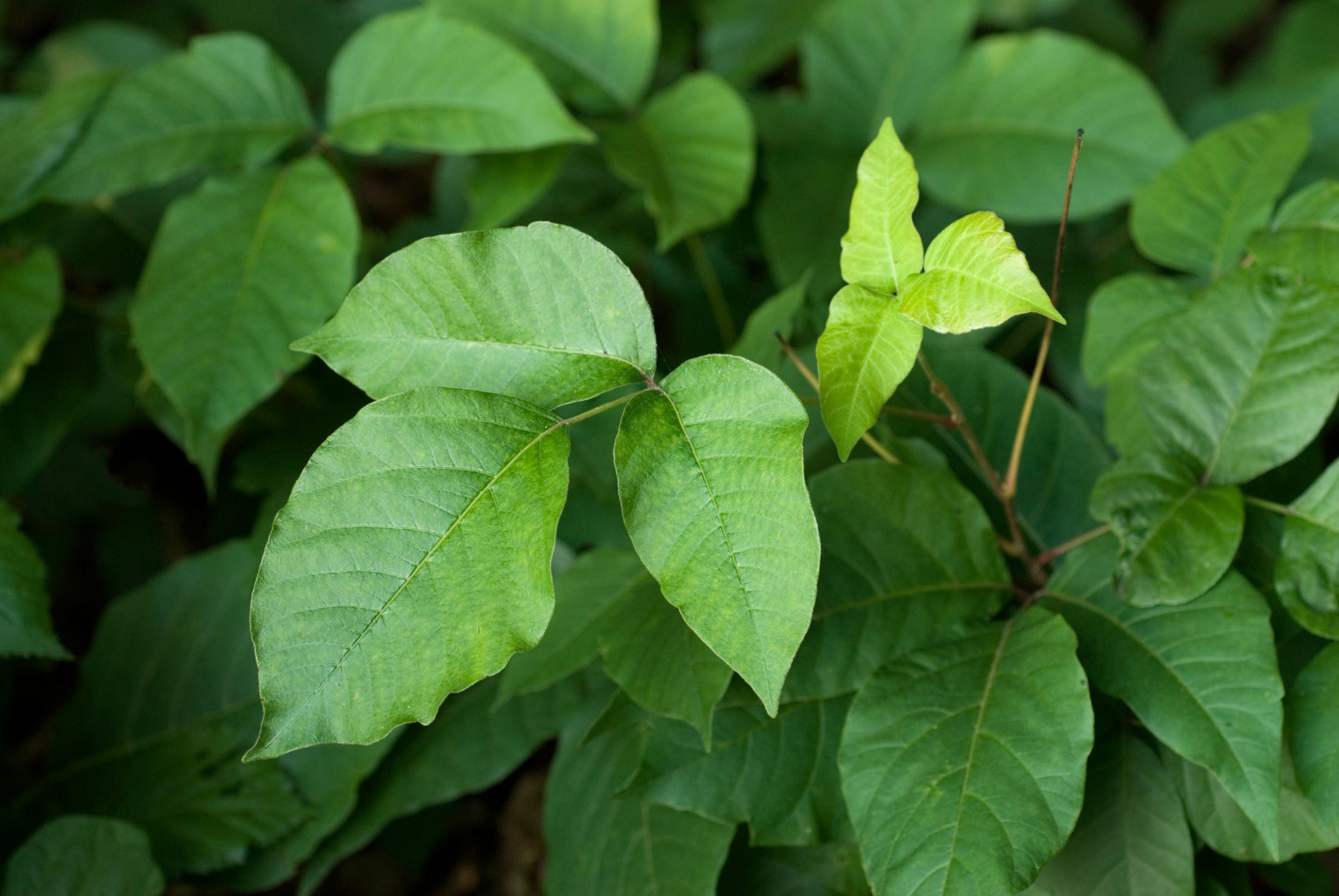 5 poisonous plants in Rhode Island What to know