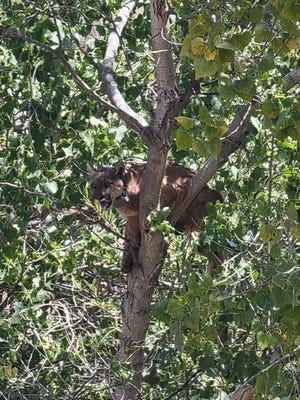 A mountain lion in a tree as seen by a Simi Valley police officer on Friday afternoon.