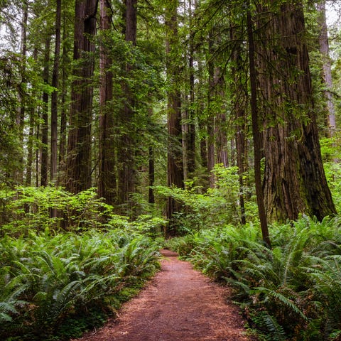 Deserted narrow path through a redwood sequoia for