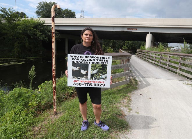 Angela Brown is seeking information on the killing of two docile ducks that hikers fed along the Towpath Trail. She's standing where one of the ducks was found dead July 11.