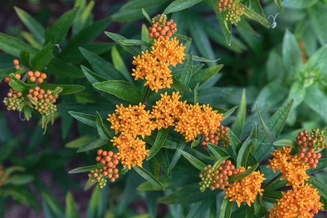 Butterfly milkweed is a long-blooming native that attracts butterflies.