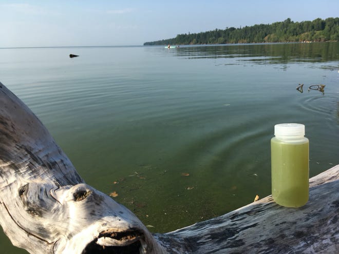 A sample of green algae-filled water taken from Lake Superior near Cornucopia Beach