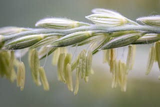 Corn anthers on the tassel (male).