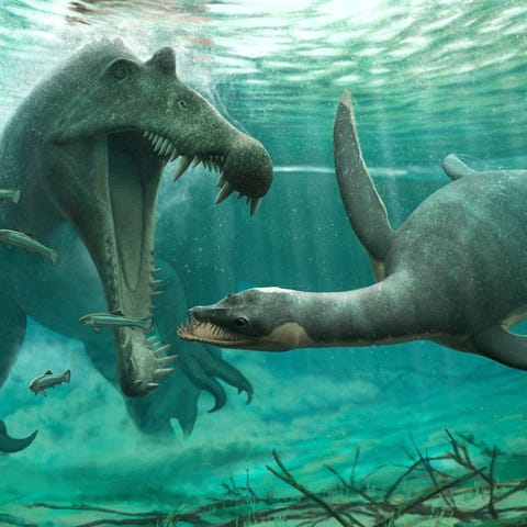 An illustration of a small leptocleidid plesiosaur