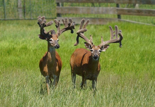 Whitetail bucks stand in a pasture July 22 at Maple Hill Farms near Gilman, Wisconsin. The animals were among 301 killed July 25 through 28 as part of a depopulation ordered by state agriculture officials after chronic wasting disease was found on the farm.